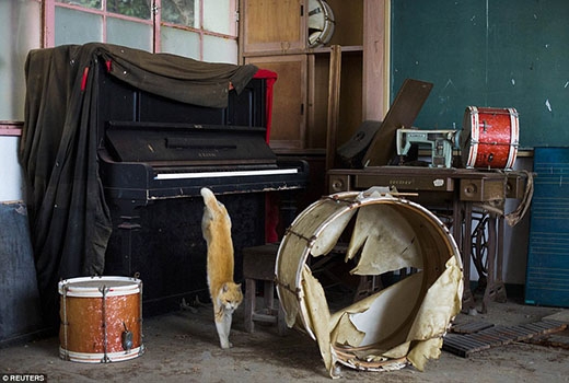 
	
	Ảnh chụp một chú mèo nhảy ra khỏi cây đàn piano trong một phòng học nhạc của một ngôi trường bỏ hoang.